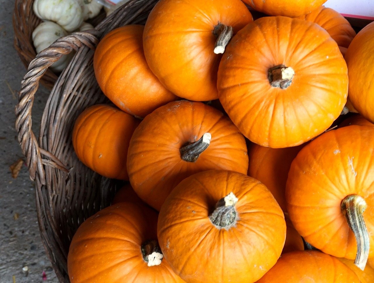 A Patch for Every Family: Bay Area Pumpkin Patch Guide