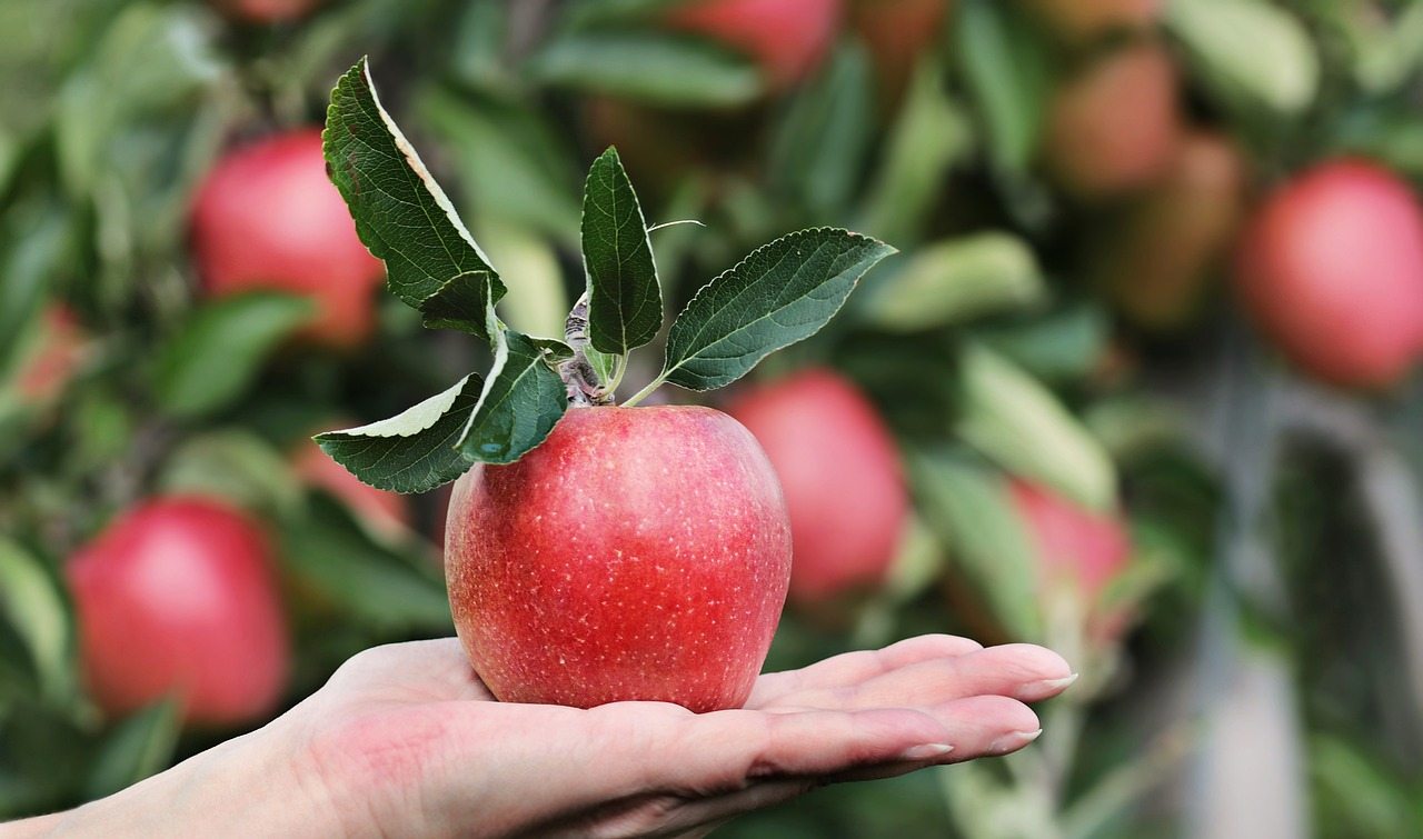 Apple Picking Bay Area